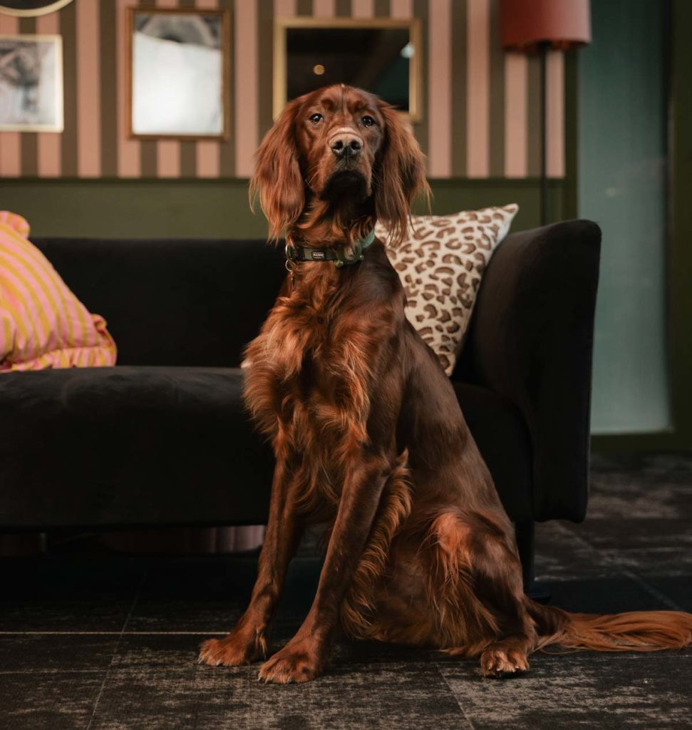 alphonse suzette communication